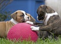 Boxer Puppies Playing With Red Ball