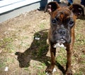 Boxer puppy Royalty Free Stock Photo