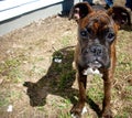 Boxer puppy