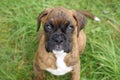 Boxer Puppy