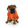 Boxer puppy as Dutch sobber supporter on white background Royalty Free Stock Photo