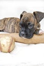 Boxer Puppy with Baseball and Bat Royalty Free Stock Photo