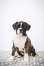 Boxer puppy on the bed