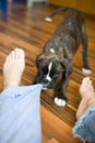 Boxer puppy dog Royalty Free Stock Photo