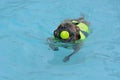 Boxer puppy dog swimming in pool Royalty Free Stock Photo