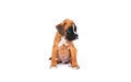 Boxer puppy dog Royalty Free Stock Photo