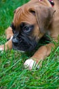 Boxer Puppy On grass