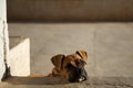 Boxer puppy looking sad or lonely Royalty Free Stock Photo