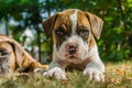 Boxer puppy lying on the grass Royalty Free Stock Photo