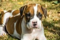 Boxer puppy lying on the grass Royalty Free Stock Photo