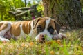 Boxer puppy lying on the grass on a sunny day Royalty Free Stock Photo
