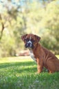 Boxer Puppy at the Park