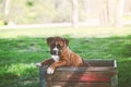 Boxer Puppy at the Park