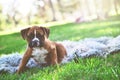 Boxer Puppy at the Park