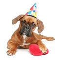 Boxer puppy in party cap with red heart