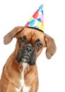 Boxer puppy in party cone on white background