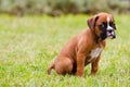 Boxer Puppy