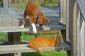 Boxer puppy ready to pounce on a cat. Royalty Free Stock Photo