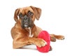 Boxer puppy with red heart on a white background