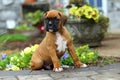 Boxer puppy sitting on stone path