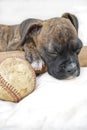 Boxer Puppy Sleeping with Baseball and Bat Royalty Free Stock Photo