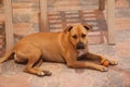Boxer - Shelter Dog, Needs a Family