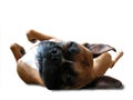 Boxer Sleeps On His Back Royalty Free Stock Photo