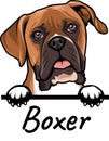 Boxer peeking dog isolated on a white background