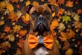 a boxer wearing an orange bow tie, surrounded by autumn leaves Royalty Free Stock Photo