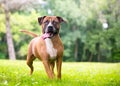 A Boxer x Pit Bull Terrier mixed breed dog panting Royalty Free Stock Photo