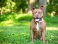 A Boxer x Pit Bull Terrier mixed breed dog sitting outdoors Royalty Free Stock Photo