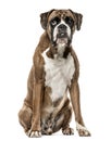 Boxer, 4 years old, sitting on white background Royalty Free Stock Photo