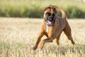 A boxer young puppy dog while running