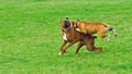 Boxers enjoying life Royalty Free Stock Photo