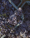 Boxes of blue grapes in the vineyard. Cabernet Franc blue vine grapes. Royalty Free Stock Photo