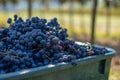 Boxes of blue grapes in the vineyard. Cabernet Franc blue vine grapes. Royalty Free Stock Photo