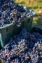 Boxes of blue grapes in the vineyard. Cabernet Franc blue vine grapes. Royalty Free Stock Photo