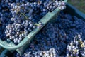 Boxes of blue grapes in the vineyard. Cabernet Franc blue vine grapes. Royalty Free Stock Photo