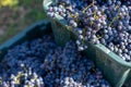 Boxes of blue grapes in the vineyard. Cabernet Franc blue vine grapes. Royalty Free Stock Photo