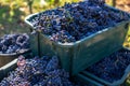 Boxes of blue grapes in the vineyard. Cabernet Franc blue vine grapes. Royalty Free Stock Photo