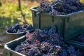 Boxes of blue grapes in the vineyard. Cabernet Franc blue vine grapes. Royalty Free Stock Photo