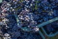 Boxes of blue grapes in the vineyard. Cabernet Franc blue vine grapes.