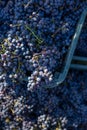 Boxes of blue grapes in the vineyard. Cabernet Franc blue vine grapes. Royalty Free Stock Photo