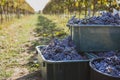 Boxes of blue grapes in the vineyard. Cabernet Franc blue vine grapes in crates at the harvesting season Royalty Free Stock Photo
