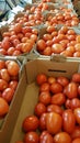 Boxes of bright red tomatoes ready for sale at a farmers market Royalty Free Stock Photo