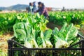 Boxes with chard on the farm field Royalty Free Stock Photo