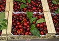 Boxes of cherries on sale in the Cours Saleya Market in the old town of Nice, France Royalty Free Stock Photo