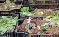 Boxes with cutted cyclamen flowers, tulip leaves and other plants. Clods of earth and withered flowers. Waste to compost Royalty Free Stock Photo