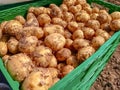 Boxes filled with potatoes ready to be shipped supermarkets.