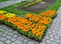 Boxes with flower seedling of barkhatets are prepared for landin in soil